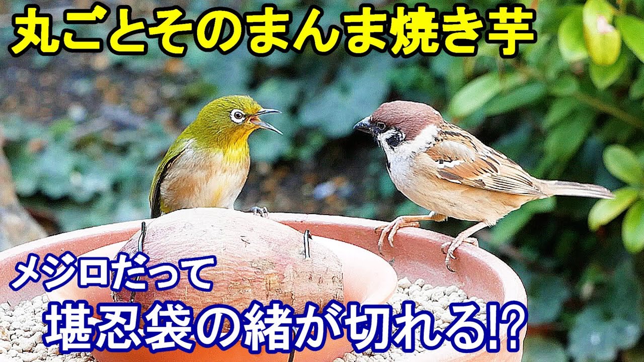 植木鉢でバードフィーダー（野鳥の餌台）焼き芋編2～メジロ/ヒヨドリ/スズメ/ジョウビタキ