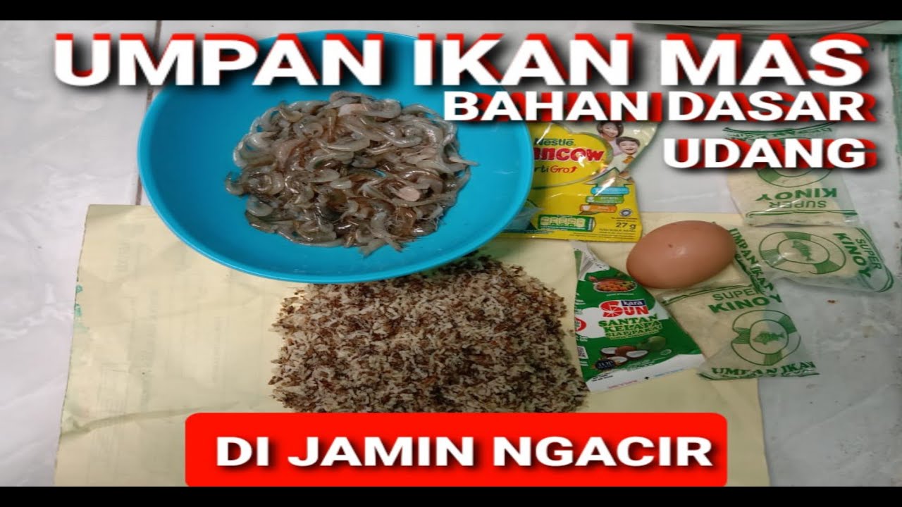 RACIKAN UMPAN IKAN MAS BAHAN DASAR UDANG||bintang fishing official