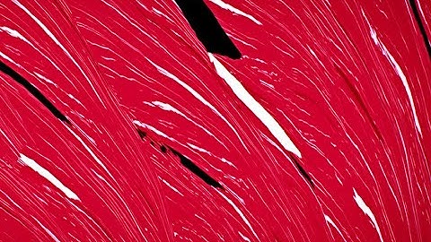 Festivalanimation © Vienna Shorts, Robert Seidel/Christof Kurzmann