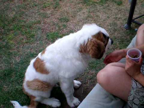 5 month old saint bernard