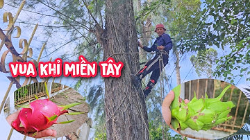 Vua Khỉ cắt cây Dương trên 100 năm tuổi có dây Thanh Long nhiều trái ở trên ngọn.