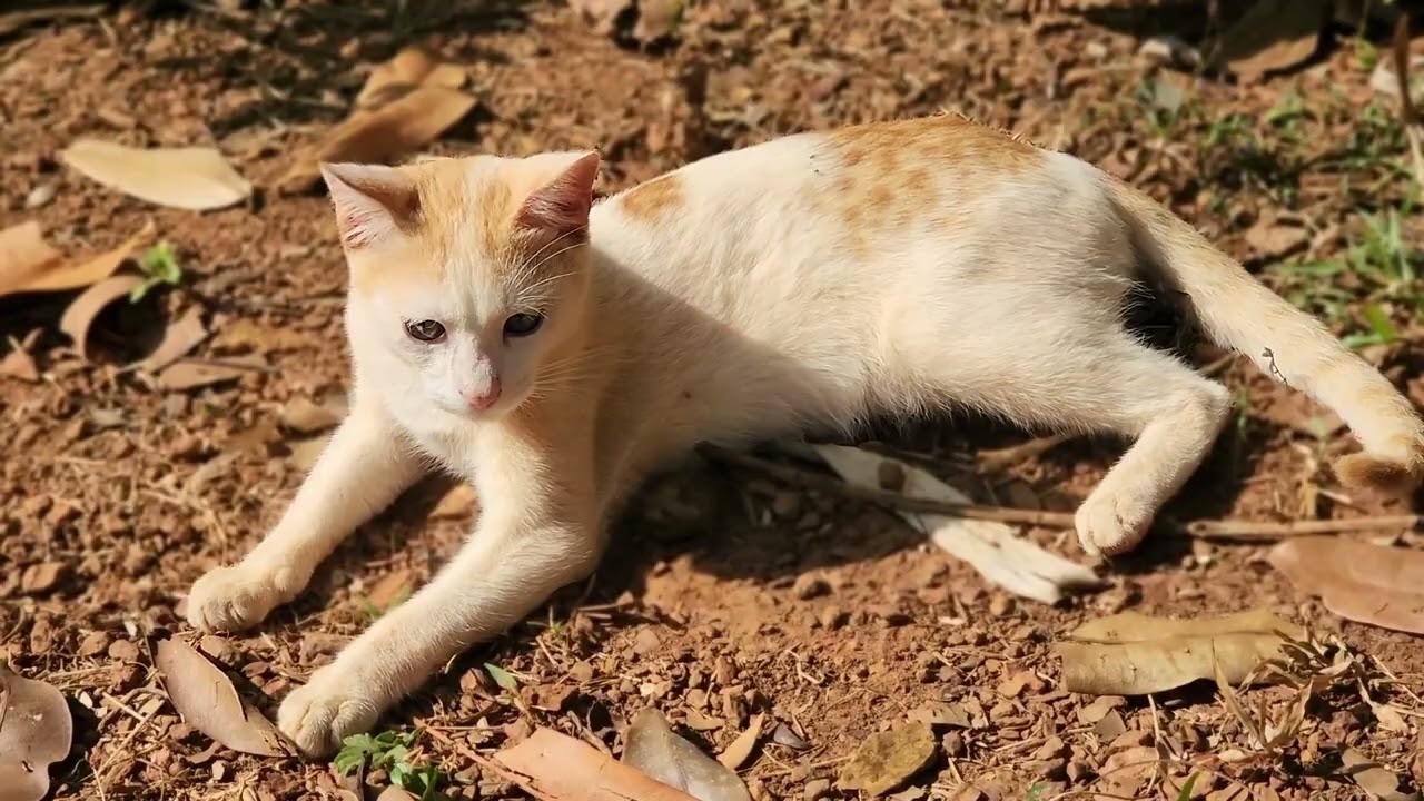  Look at the cat family of our family 😻😸 #Cat 🛑stop scrolling  !