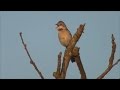 Common Whitethroat Singing Common Whitethroat Singing