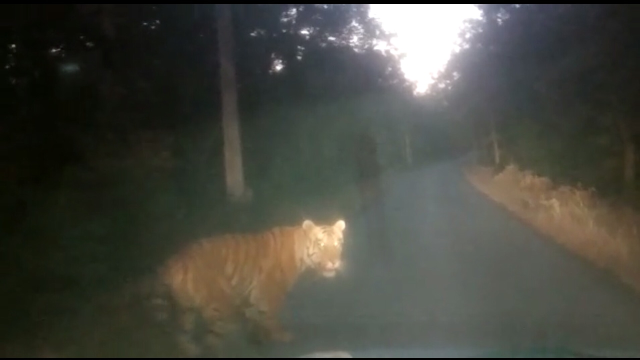 Tiger spotted on road in India YouTube