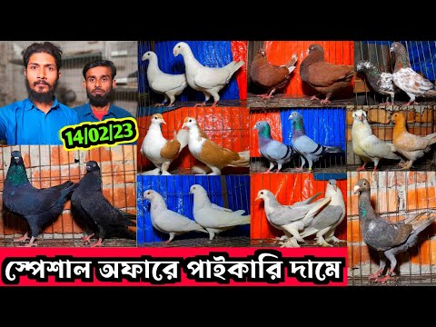 স্পেশাল অফারে পাইকারি দামে কবুতর বিক্রি করা হবে জিল্লুর ভাইয়ের খামার থেকে কবুতর কিনুন