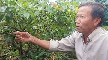 HƯỚNG DẪN CHĂM SÓC CÂY LỘC VỪNG RA HOA ĐÚNG TẾT