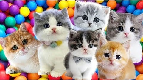 ANAK KUCING MEONG MEONG - kucing berantem - kucing kawin - KUCING PERSIA LUCU #kucinglucu