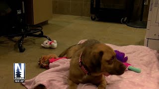 Duluth Animal Allies holds ‘Blind Date’ adoption event