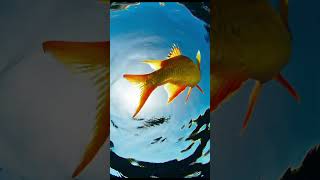 🎣 The cartoon fisherman who always hooks smiles instead of fish 😄✨#shortsyoutube #funny #edit 🎣 The cartoon fisherman who always hooks smiles instead of fish 😄✨#shortsyoutube #funny #edit