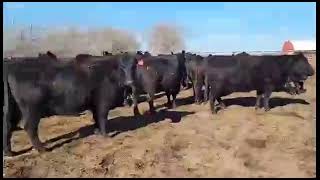 MATT SWENSON - BRED COWS 1 - 2.22.2024