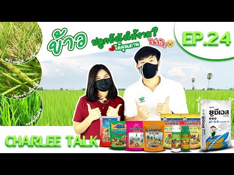 CHARLEE TALK EP.24 เทคนิคการปลูกข้าว ให้ได้คุณภาพ ไม่บ้ง!