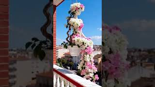 “Balcony garden = instant peace 🌿💙”