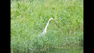 A Pair Of Egrets Stopped By