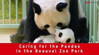 Caring For The Pandas In The Beauval Zoo Park