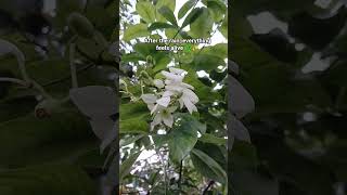 After The Rain, Nature Breathes Again