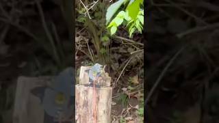 Redwolf, Hawke Sidewinder, Scope Werks 6” Wheel, Benji 10.5, FSA Lane# 8 #viral #airgunshooter