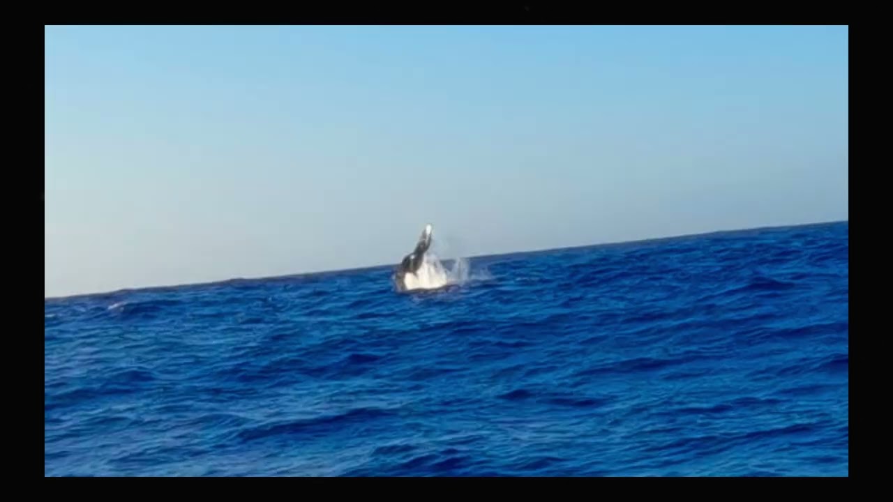 WHALES AT PITCAIRN and DUCIE ISLAND 2024