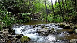 Through the Emerald Silence | A River's Journey Into Serenity