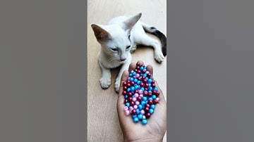 Reverse Beads Magic 😻 Funny Cat ASMR #shorts #cat #beads #asmr #satisfyingvideo