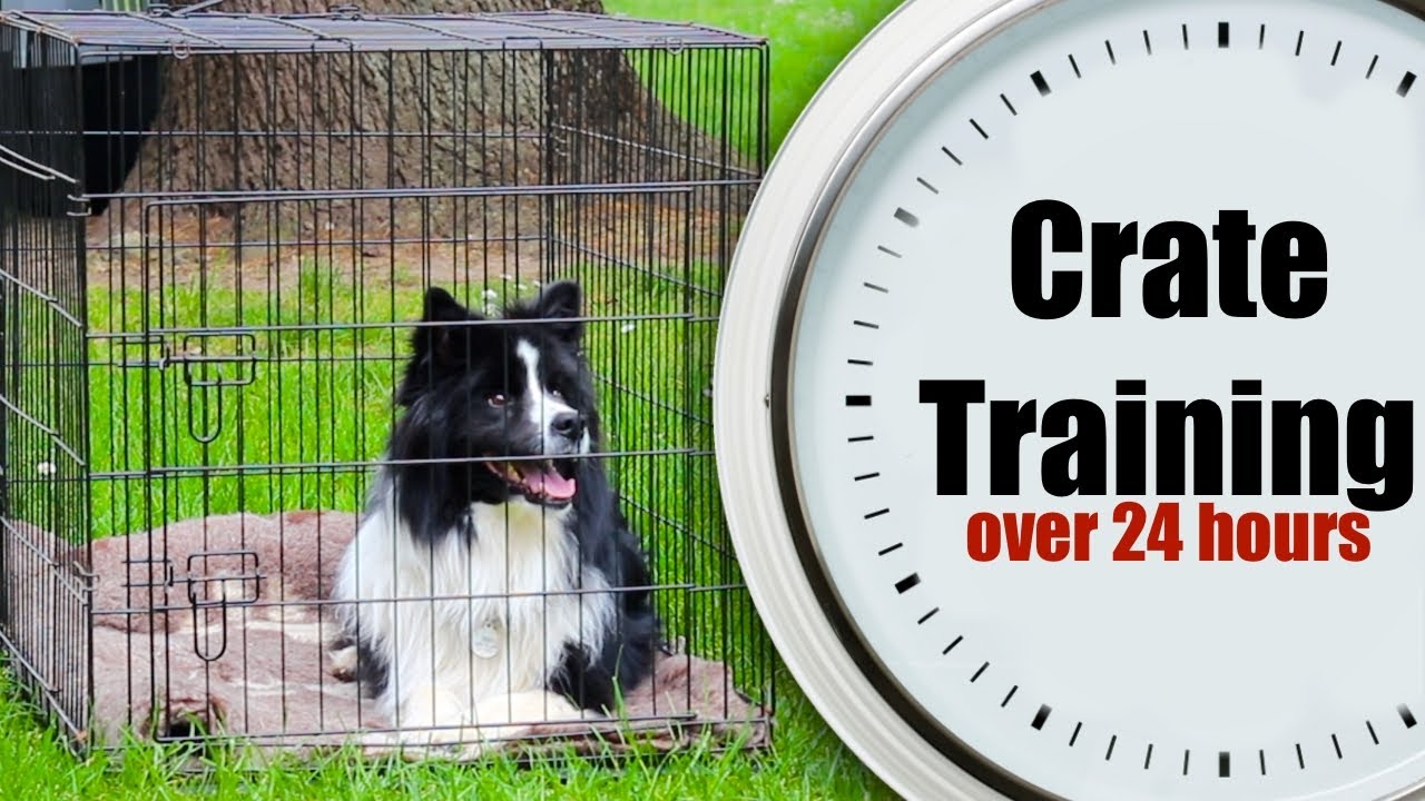 how many hours a day should a dog be crated