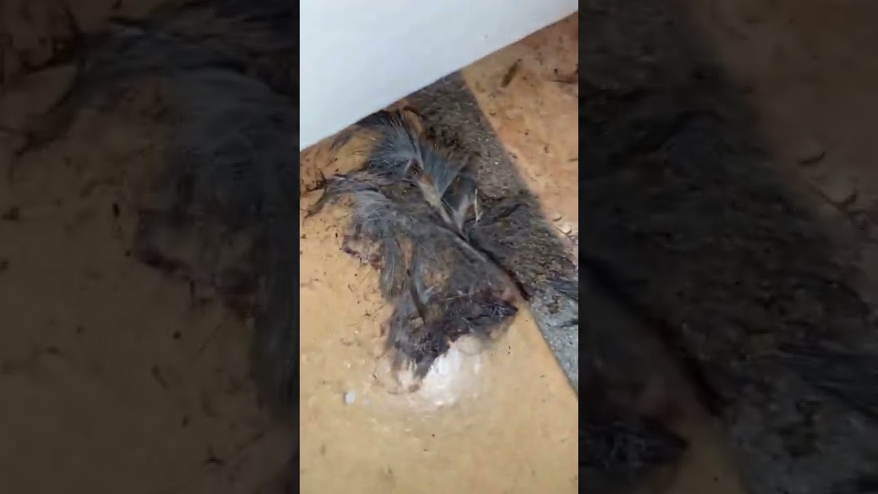 WATCH OUT FOR THESE AGGRESSIVE RATS...WON'T BELIEVE HOW THEY GOT IN!