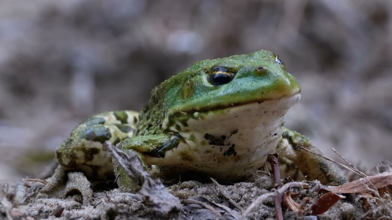 Do Frogs Blink? Discover Their Unique Eye Adaptation!