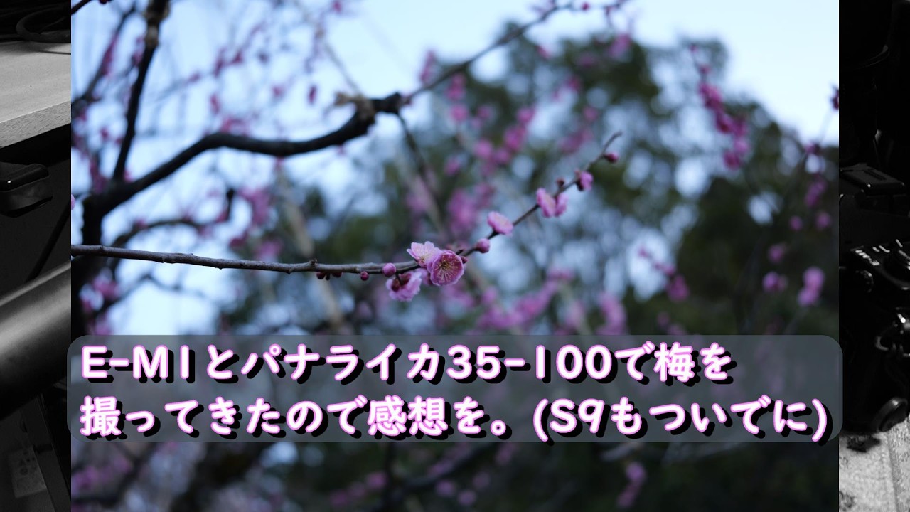 E-M1とパナライカ35-100で梅を撮ってきました