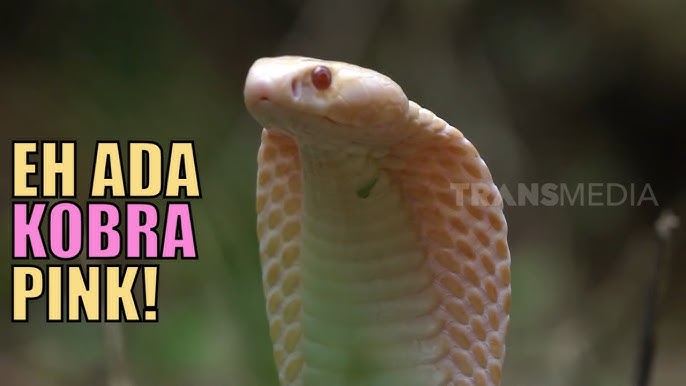 Uy qurilishi jinsiy aloqani onlayn tomosha qiling Er tomonidan ushlangan xotinini aldagan pornografik tasvirlar