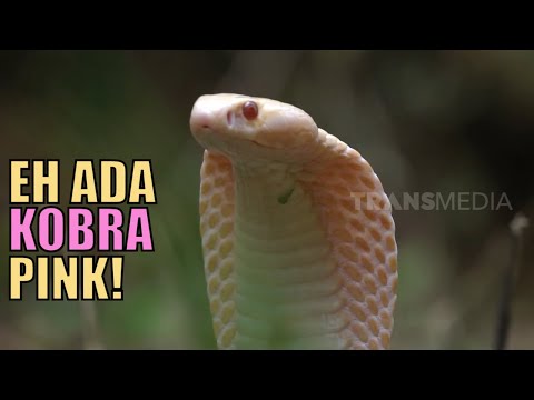 Vannaxonada turgan holda mushukini yuvayotgan ayol surati