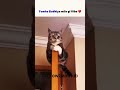 You will grow if u  follow us🥷#trending #viral #success #like #subscribe #comedy #comment