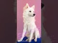 #dog #dogshorts #doglife #pets #petlovers #famous #popular
