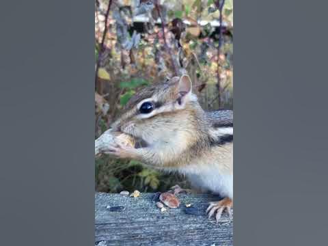 Милый бурундук - YouTube