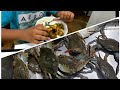 🇬🇾CATCH CLEAN COOK #BLUECRAB🇬🇾