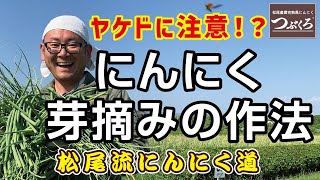 ヤケドに注意 にんにくの芽の収穫 ニンニク栽培 にんにくの芽 収穫作業 農薬不使用 黒にんにく 通販 Youtube