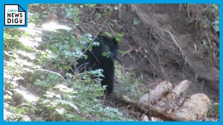 A black bear was caught in a trap used to catch deer and wild