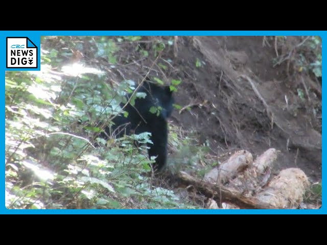 A black bear was caught in a trap used to catch deer and wild