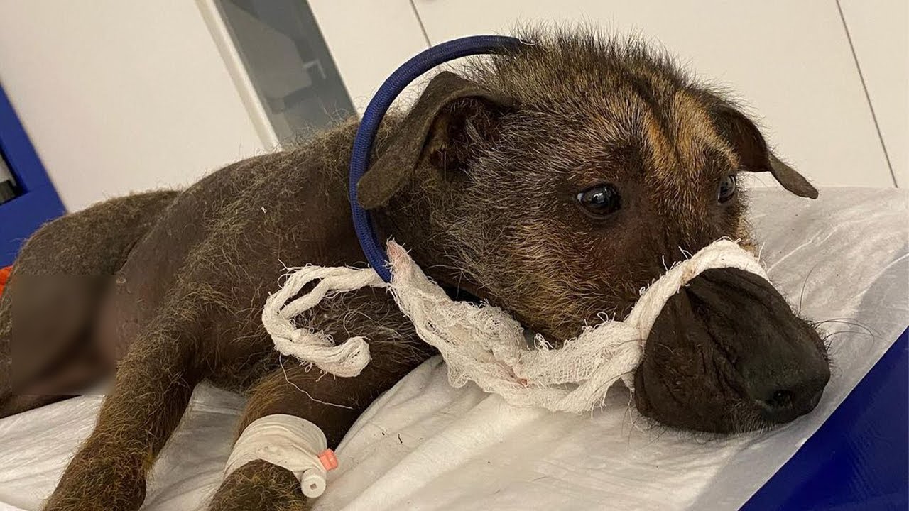 The Touching Story Of An Injured Street Dog Who Feels Strange When The Touching Story Of An Injured Street Dog Who Feels Strange When