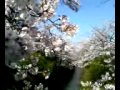 桜花