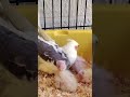 Blink and you’ll miss it—ChuChu’s chicks are growing up at absolute warp speed! 🥹🐤 #cockatielscraze