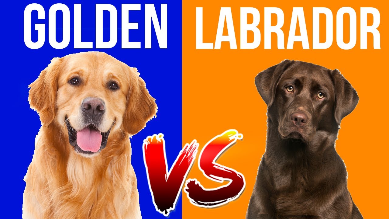 Ele tem energia de Golden Retriever!