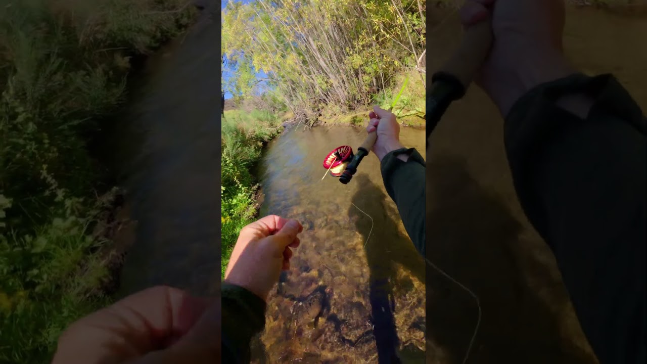 tricky big brown trout in small creeks #browntrout