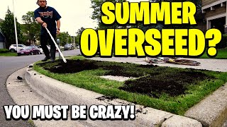 OVERSEEDING in the summer are you crazy! Is the overseed project even going to germinate?