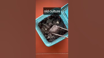 Starting a new Springtail culture #shorts