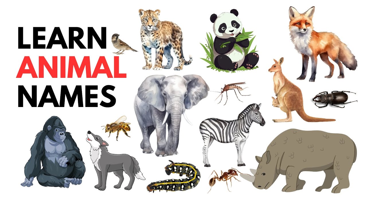 Learn Animal Names for Toddlers and Preschoolers | Fun Animal ...