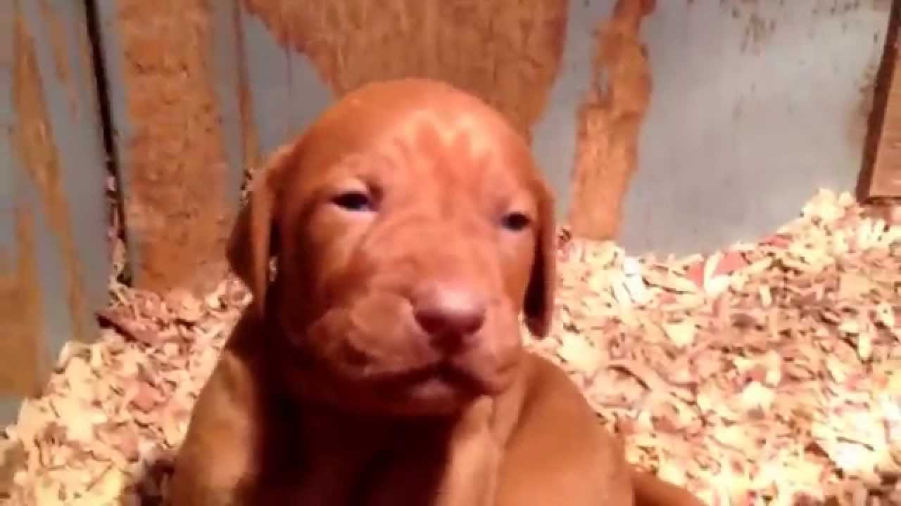 Vizsla puppies at pacheco kennels in Massachusetts. - YouTube