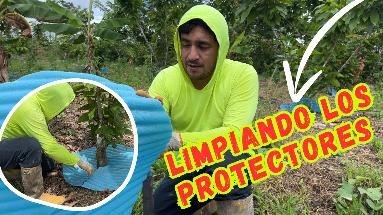 Acomodando nuevamente los protectores a las planta de Cacao. #campo #cacao #plantas #agricultura
