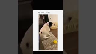 #funny #dogs #pet #dogscats#dogshorts #dog#doglover#doglife