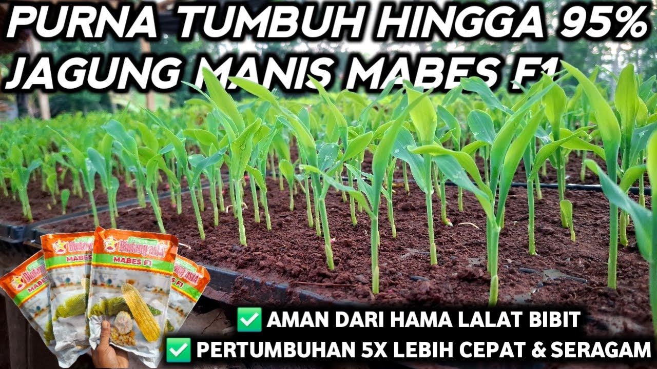 🔴 PURNA TUMBUH HINGGA 95%‼️ CARA SEMAI & PERAWATAN JAGUNG MANIS MABES F1  #petanicabesubang
