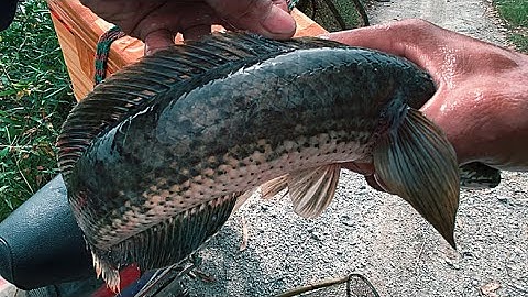 Đụng Bầy Cá Lóc Dính Liên Tục Khi Thăm Lờ | Xinh Cá Miền Tây