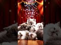 6 Fluffy Ragdoll Kittens on Stage 🐱✨ Maximum Cuteness Overload! #ragdollcats #cutekittens #shorts